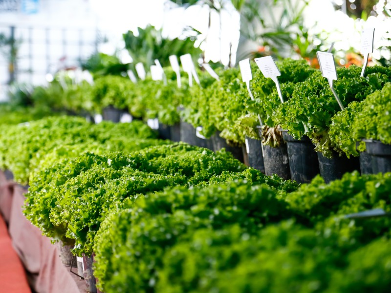 Img: Hortifrutis expostos no Akimatsuri são doados a instituições beneficentes